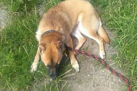 Urocza Alinka bardzo prosi o domek,  śląskie Bytom