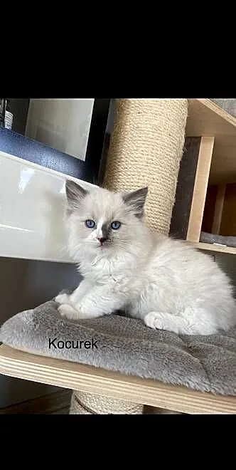 Kocurek Ragdoll, Pomorskie, Czersk