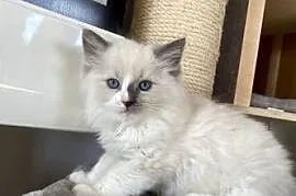 Kocurek Ragdoll