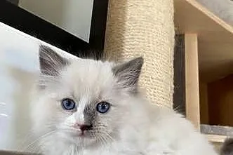 Kocurek Ragdoll, Pomorskie, Czersk