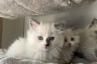 Kocurek Ragdoll, Pomorskie, Czersk