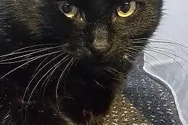 Prześliczna Lumi do adopcji.,  mazowieckie Warszawa