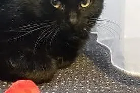 Prześliczna Lumi do adopcji.,  mazowieckie Warszaw
