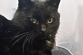 Prześliczna Lumi do adopcji.,  mazowieckie Warszaw