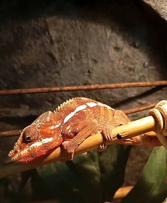 Kameleon Lamparci Samiec FURCIFER PARDALIS, Podkarpackie, Rzeszów