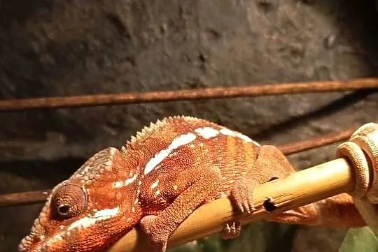 Kameleon Lamparci Samiec FURCIFER PARDALIS, Podkarpackie, Rzeszów