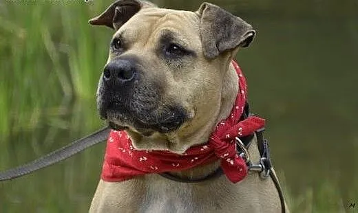 Lola cudowna łagodna sunia amstaff czeka na dom,