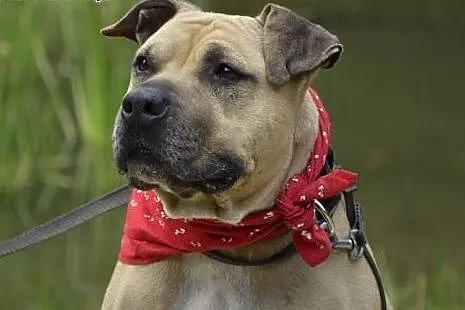 Lola cudowna łagodna sunia amstaff czeka na dom,  