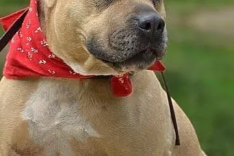 Lola cudowna łagodna sunia amstaff czeka na dom,  