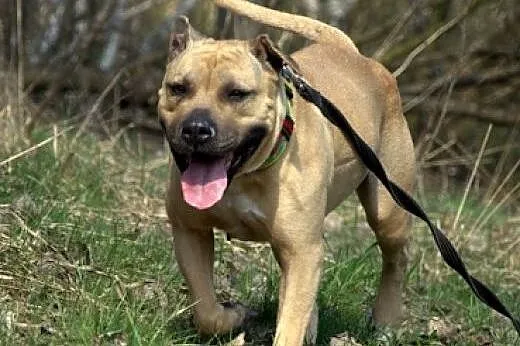 Lola cudowna łagodna sunia amstaff czeka na dom,  