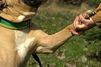 Lola cudowna łagodna sunia amstaff czeka na dom,  