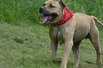 Lola cudowna łagodna sunia amstaff czeka na dom,  