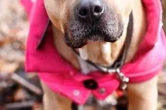 Lola cudowna łagodna sunia amstaff czeka na dom,  