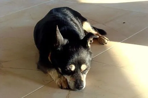 Mała pocieszka Lulu do adopcji,  łódzkie Łódź