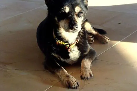 Mała pocieszka Lulu do adopcji,  łódzkie Łódź