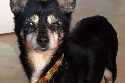 Mała pocieszka Lulu do adopcji,  łódzkie Łódź