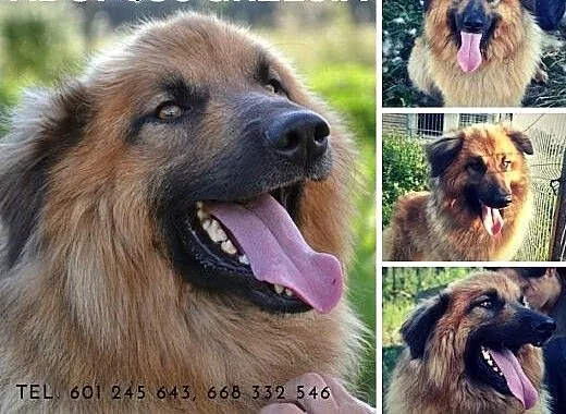 Grześ to wspaniały miś puchatek - pokochaj pieszco