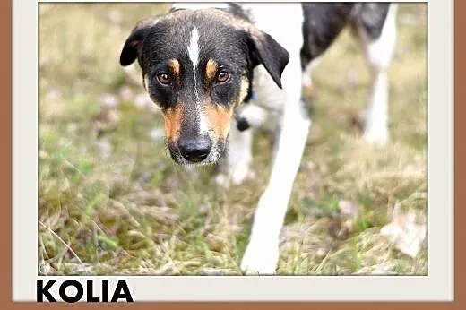KOLIA,mała,łagodna,delikatna,rodzinna suczka.ADOPCJA,  małopolskie Kraków