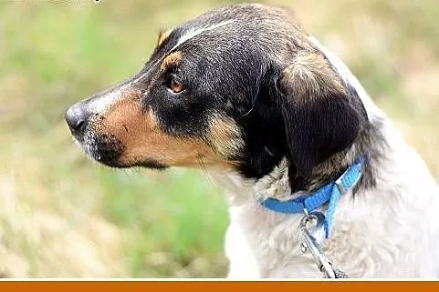 KOLIA,mała,łagodna,delikatna,rodzinna suczka.ADOPC
