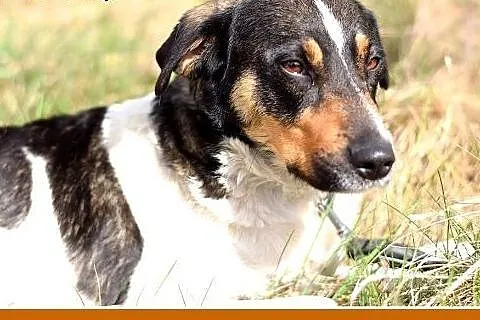 KOLIA,mała,łagodna,delikatna,rodzinna suczka.ADOPC