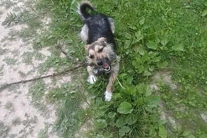 Bójka 9 miesięczna suczka w typie teriera,  lubels