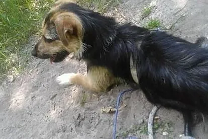 Bójka 9 miesięczna suczka w typie teriera,  lubels