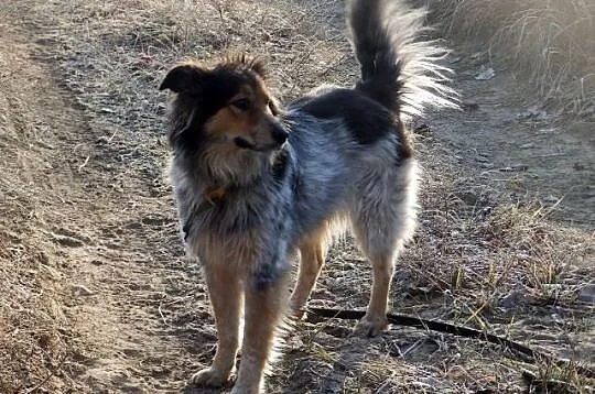 Grzeczna Mgiełka, piękna mix COLLIE szuka domu!