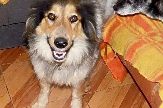 Grzeczna Mgiełka, piękna mix COLLIE szuka domu!