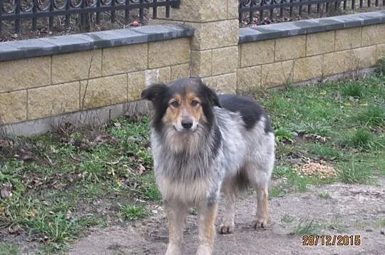Grzeczna Mgiełka, piękna mix COLLIE szuka domu!