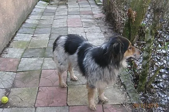Grzeczna Mgiełka, piękna mix COLLIE szuka domu!