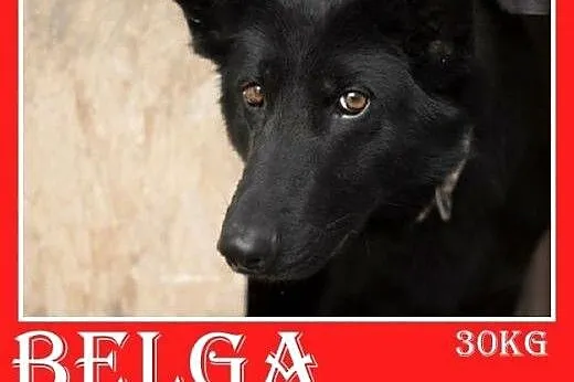 30kg,spokojna,delikatna suka do domu z ogrodem,BELGA,  małopolskie Kraków
