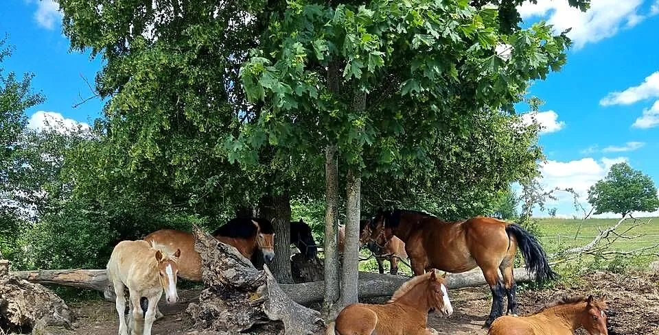 Likwidacja stada koni zimnokrwistych, Warmińsko-mazurskie, Kiliany