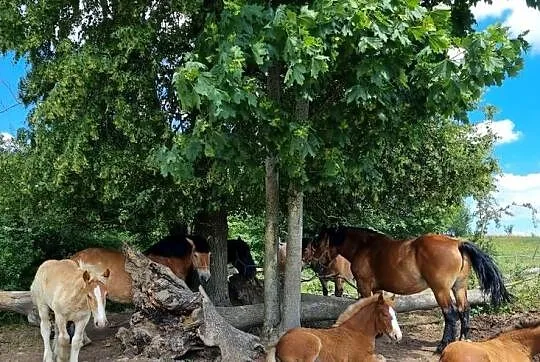 Likwidacja stada koni zimnokrwistych, Warmińsko-mazurskie, Kiliany