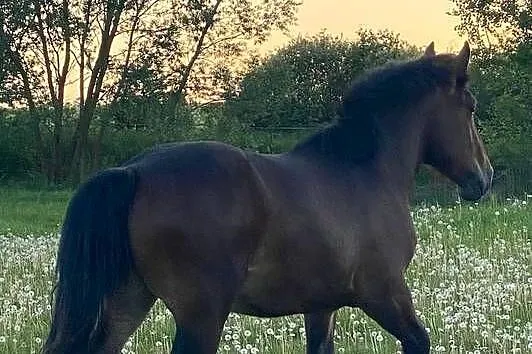 Likwidacja stada koni zimnokrwistych, Warmińsko-mazurskie, Kiliany