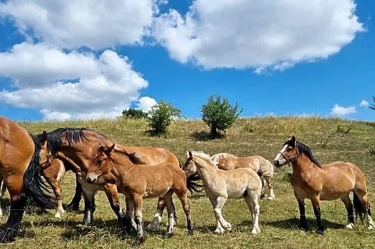 Likwidacja stada koni zimnokrwistych, Warmińsko-mazurskie, Kiliany