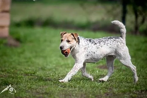 ZYZIA - cud, mód, malina - JRT psia dziewczyna! , 