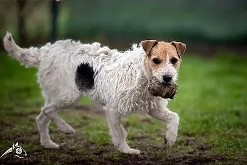 ZYZIA - cud, mód, malina - JRT psia dziewczyna! , 