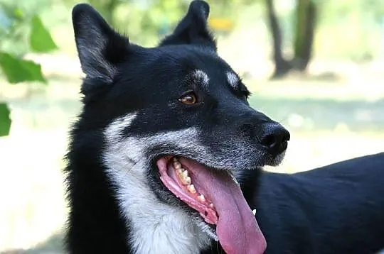 Iti żywiołowy 