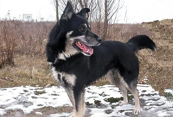 Iti żywiołowy