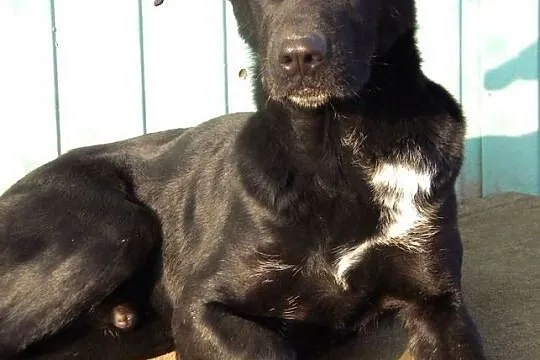 Masumi - delikatny, kontaktowy, kto go pokocha?, , Przyborówko