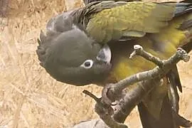 Papugi