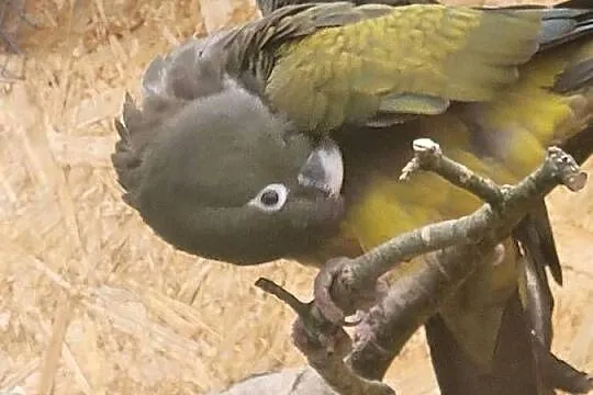 Papugi