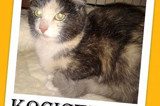 SZYLKRETKA-kociczka z domu tymczasowego do adopcji,  małopolskie Kraków