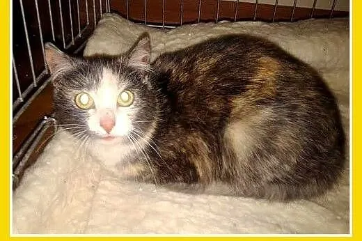 SZYLKRETKA-kociczka z domu tymczasowego do adopcji