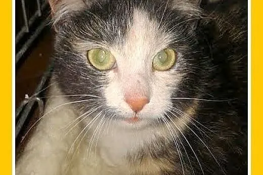 SZYLKRETKA-kociczka z domu tymczasowego do adopcji