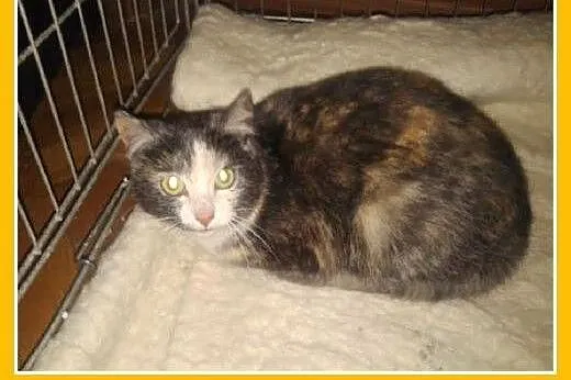SZYLKRETKA-kociczka z domu tymczasowego do adopcji