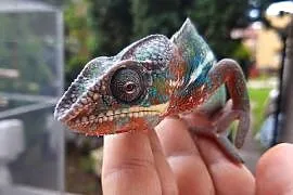 kameleon lamparci ambilobe red bar samiec