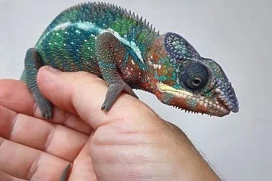 kameleon lamparci ambilobe red bar samiec, Kujawsko-pomorskie, Włocławek
