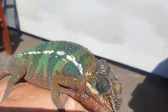 kameleon lamparci ambilobe red bar samiec, Kujawsko-pomorskie, Włocławek