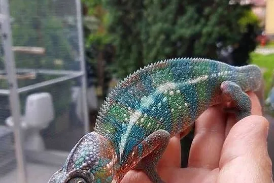 kameleon lamparci ambilobe red bar samiec, Kujawsko-pomorskie, Włocławek